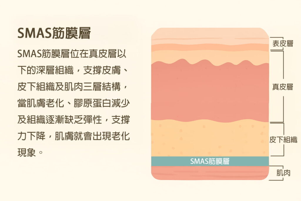 smas筋膜層衰老