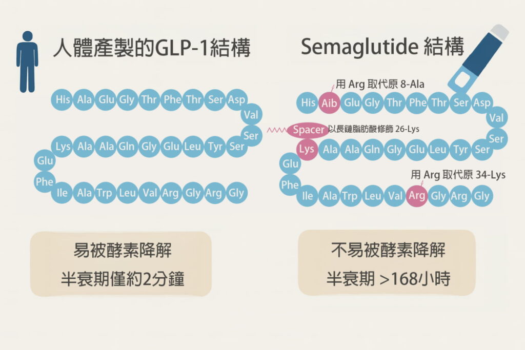 週纖達wegovy機制