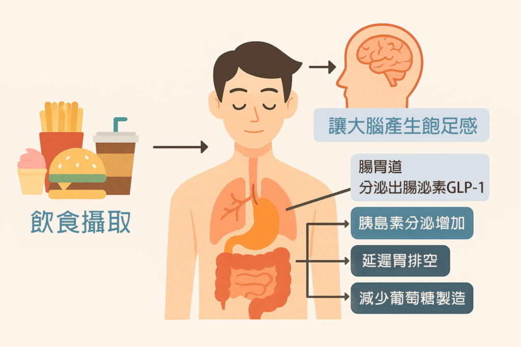 週纖達能抑制食慾減少進食