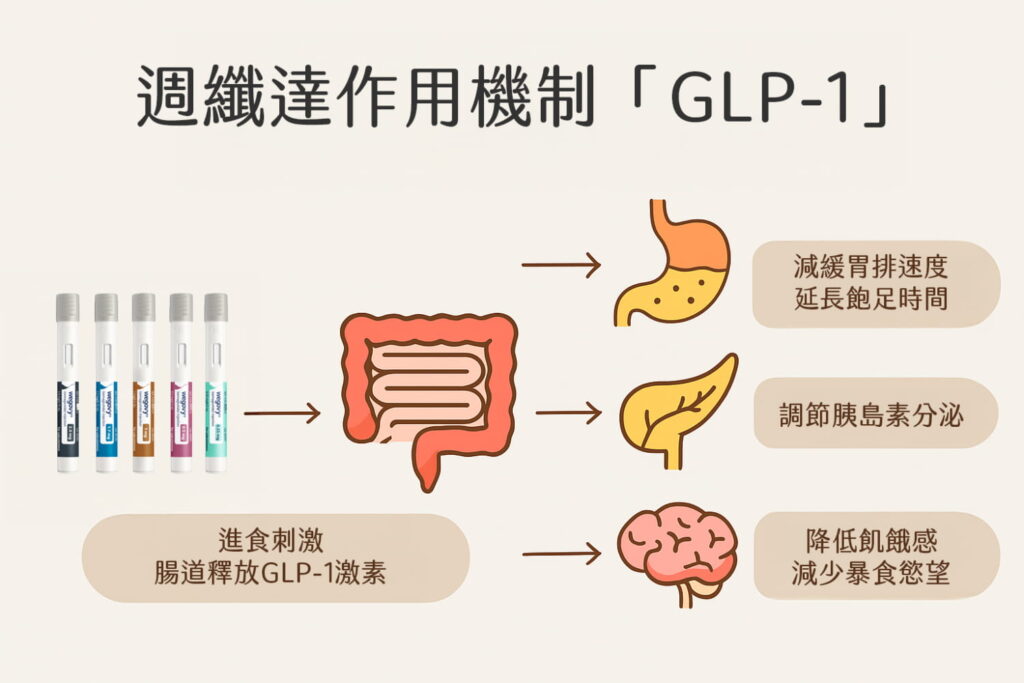 週纖達作用機制