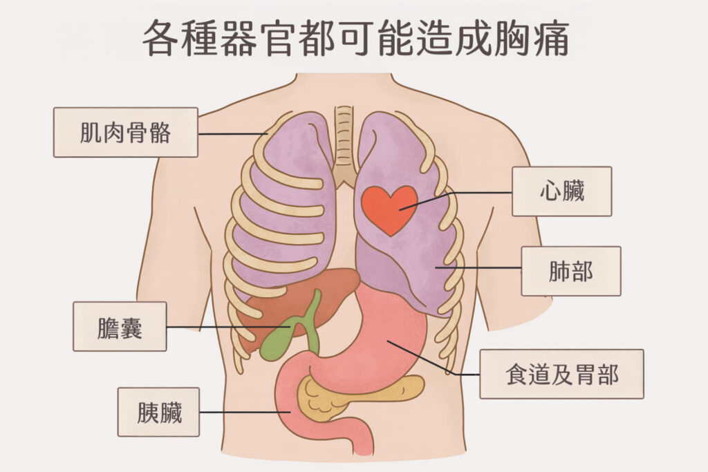 各種器官都有可能造成胸痛